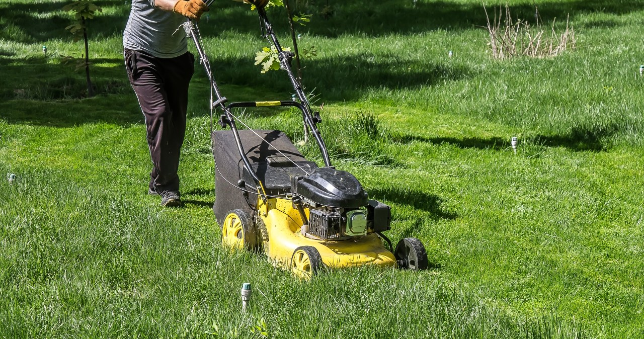 Gdzie wyrzucać skoszoną trawę? Polacy wciąż popełniają ten błąd