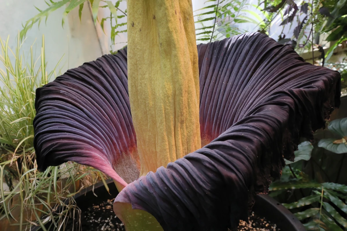 To była nieprzespana noc dla pasjonatów botaniki, którzy śledzili w sieci niezwykłe zjawisko przyrodnicze. W warszawskim ogrodzie botanicznym zakwitł najbardziej śmierdzący kwiat świata - dziwidło olbrzymie.