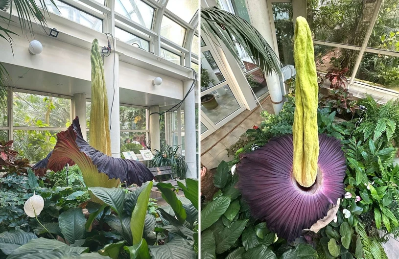 V Varšavi zacvetela najbolj smrdljiva roža na svetu