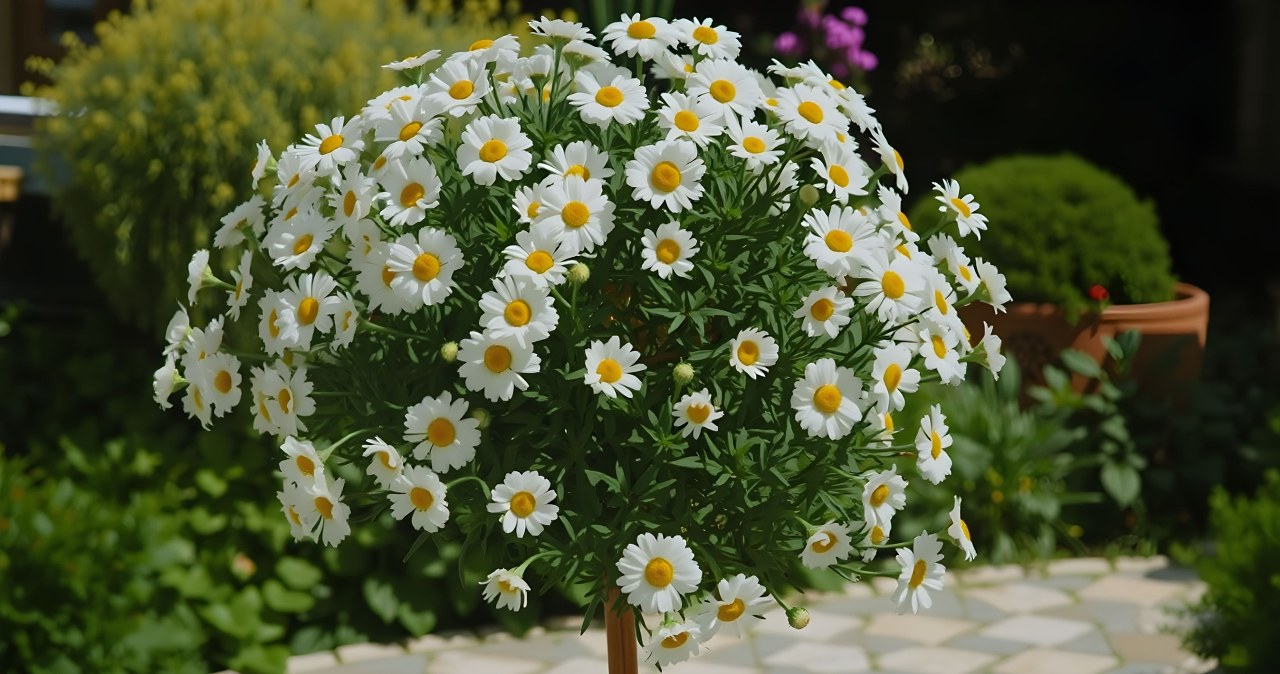 ​Drzewko, które obsypuje się kwiatami na wiele miesięcy. Idealne na balkon lub taras