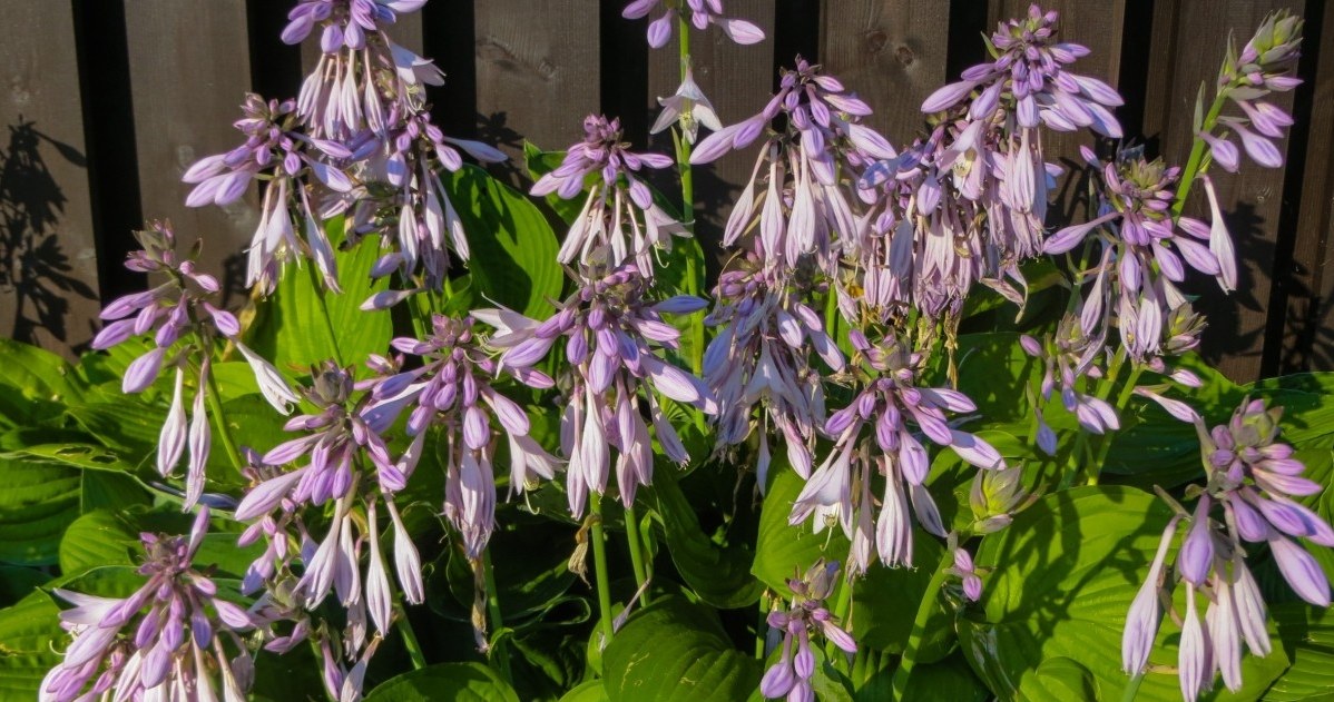 Twoje hosty przekwitły? Nie zostawiaj ich samopas, teraz czas na ten zabieg