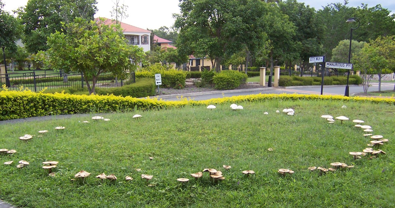 Grzyby ułożyły się w krąg w lesie? To nie przypadek – oto, co to znaczy