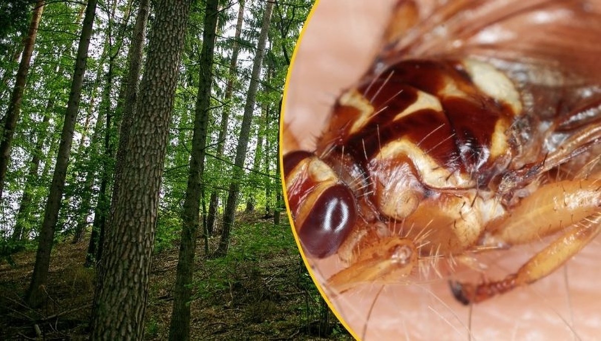 Mówią o nim "latający pchlarz". Przeczytaj, zanim pójdziesz z psem do lasu