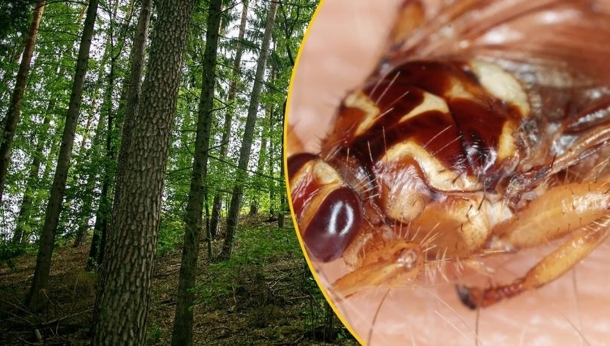 Strzyżak sarni, znany również jako "jeleni kleszcz" lub "latający pchlarz", to niewielki, ale wyjątkowo uciążliwy pasożyt, który od kilku lat daje się we znaki nie tylko zwierzętom, ale także ludziom odwiedzającym polskie lasy. Kim jest ten mały intruz, gdzie można go spotkać i jak skutecznie się przed nim chronić? Sprawdzamy, co warto wiedzieć o strzyżaku sarni – groźnym pasożycie, który coraz częściej atakuje także ludzi i ich czworonożnych przyjaciół.