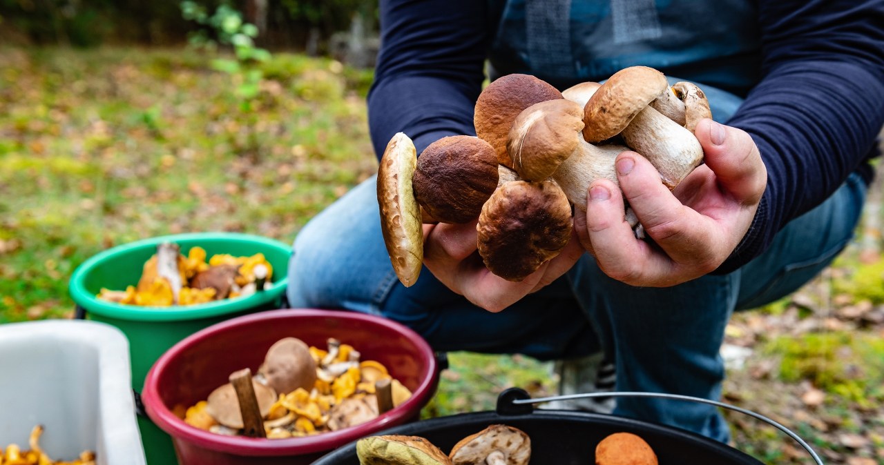 Świętokrzyskie lasy pełne grzybów. Tu choćby spóźnialscy zbiorą całe kosze