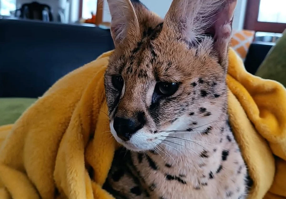 "Stało się. Niedopatrzenie. Moja wina, mój błąd" – mówi RMF FM właścicielka Saszy – serwala, który uciekł 30 lipca podczas karmienia z niedomkniętej woliery w miejscowości Bartąg w Warmińsko-Mazurskiem. Jak się okazuje, ten kot afrykański był ostatni raz widziany dziś rano w oddalonej od domu o blisko 4 km wsi Gągławki. Nadal pozostaje jednak nieuchwytny. 