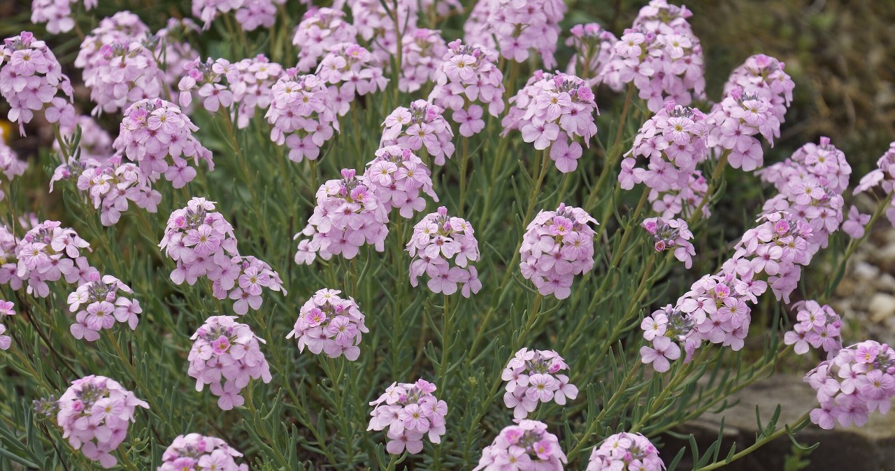 Ta roślina poradzi sobie w każdych warunkach. Teraz jest idealny czas na sadzenie jej
