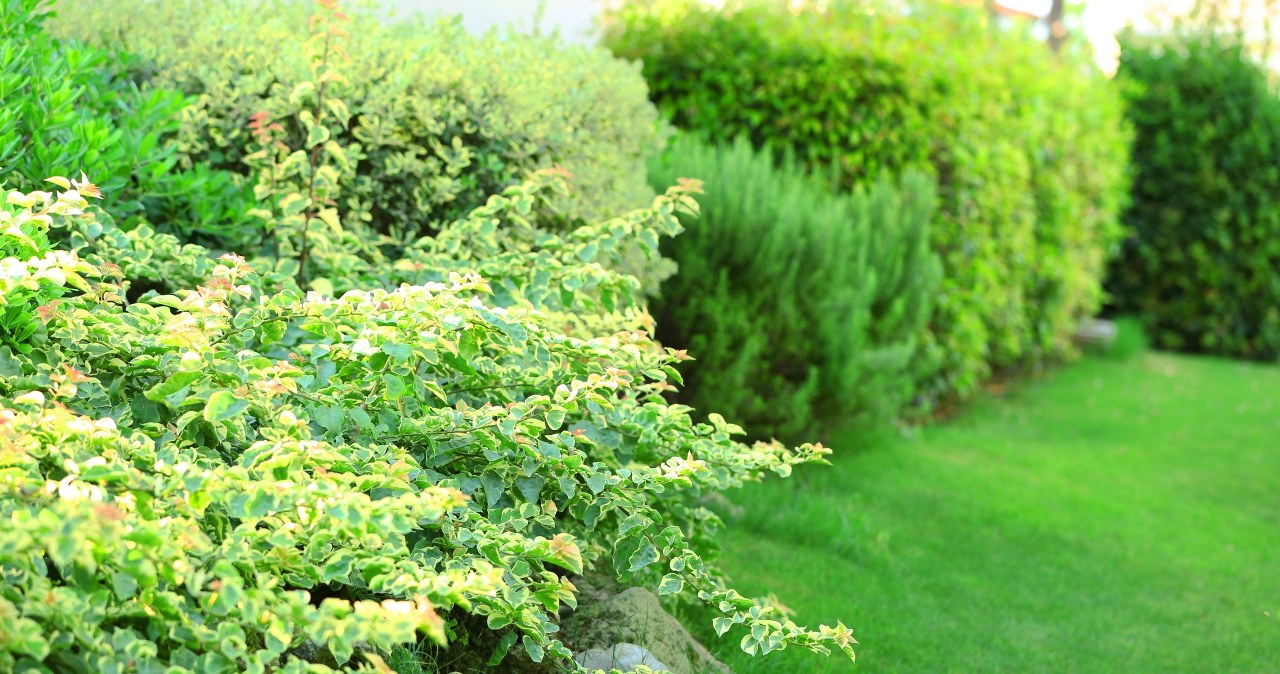 Mnóstwo liści i mało kwiatów? Sprawdź, czy nie popełniasz tego błędu w ogrodzie