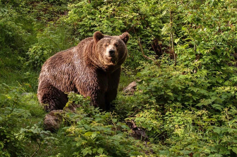 Wybudziły się z zimowego snu. Mogą być rozdrażnione. Tego nigdy nie rób
