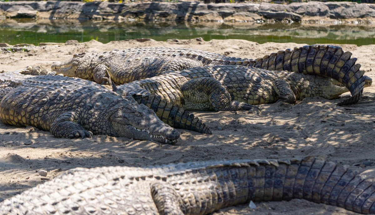 Izraelskie służby uśpiły 262 porzucone krokodyle nilowe. Zwierzęta żyły na opuszczonej od ponad 10 lat fermie na północy Zachodniego Brzegu.

