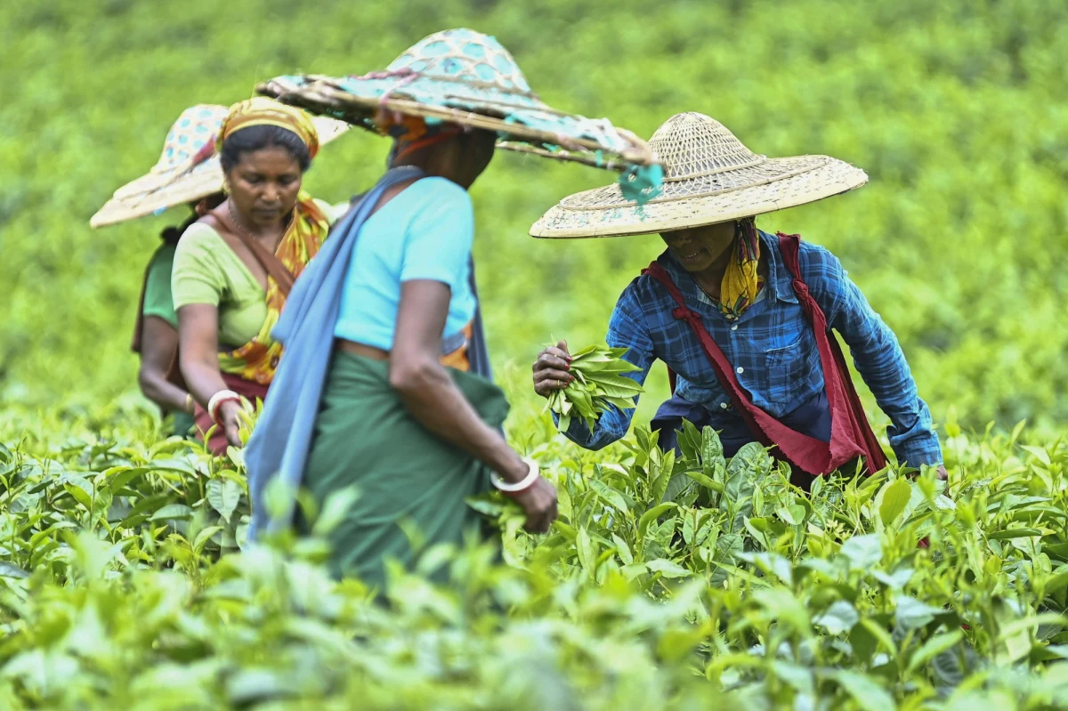 Stany Zjednoczone wprowadzają dodatkowe 25 proc. cło na import towarów z Indii. Stosowne rozporządzenie w tej sprawie podpisał prezydent Donald Trump. Sankcja jest konsekwencją tego, że Indie wciąż kupują ropę z Rosji.