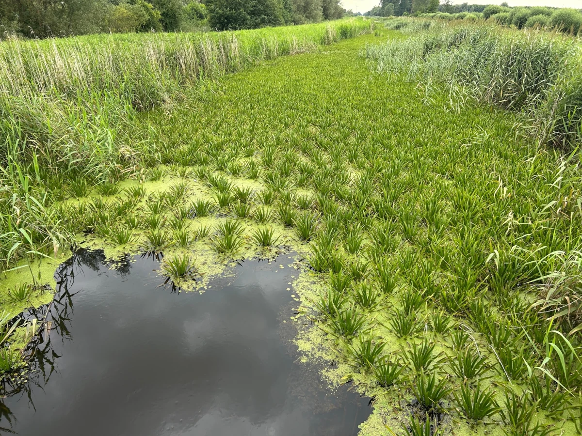 Żuławy po raz kolejny pod wodą. Zalane pola, zniszczone plony, przerwane żniwa i milionowe straty. Tak wygląda sytuacja w regionie, przez który przeszły ulewne deszcze. „Wały mogłyby jeszcze sporo przyjąć, tylko że przez te zarośla woda po prostu nie miała jak spłynąć” – mówi RMF FM Mariusz Abramowski, rolnik z gminy Markusy. Ewa Wiśniewska z Wód Polskich przyznaje: „Brak wystarczającej ilości środków finansowych na utrzymanie wód i urządzeń wodnych powoduje selekcję najpilniejszych zadań”.
