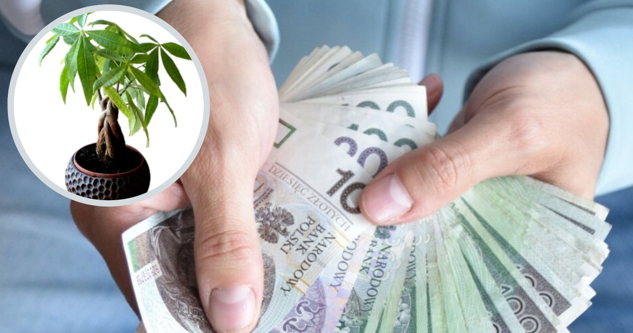 Postaw tę roślinę na parapecie. Być może niedługo będziesz tarzać się w pieniądzach