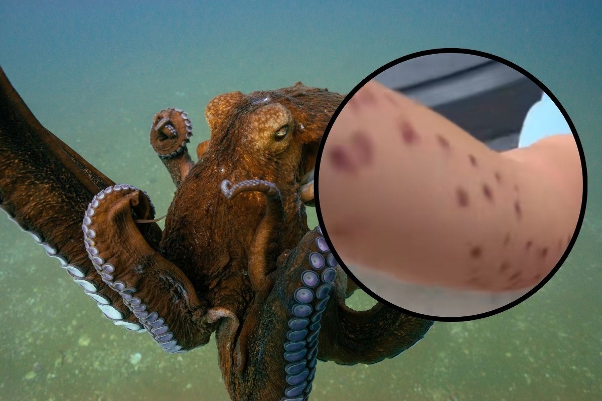 Szokujące sceny w oceanarium. Ośmiornica zaatakowała 6-latka?