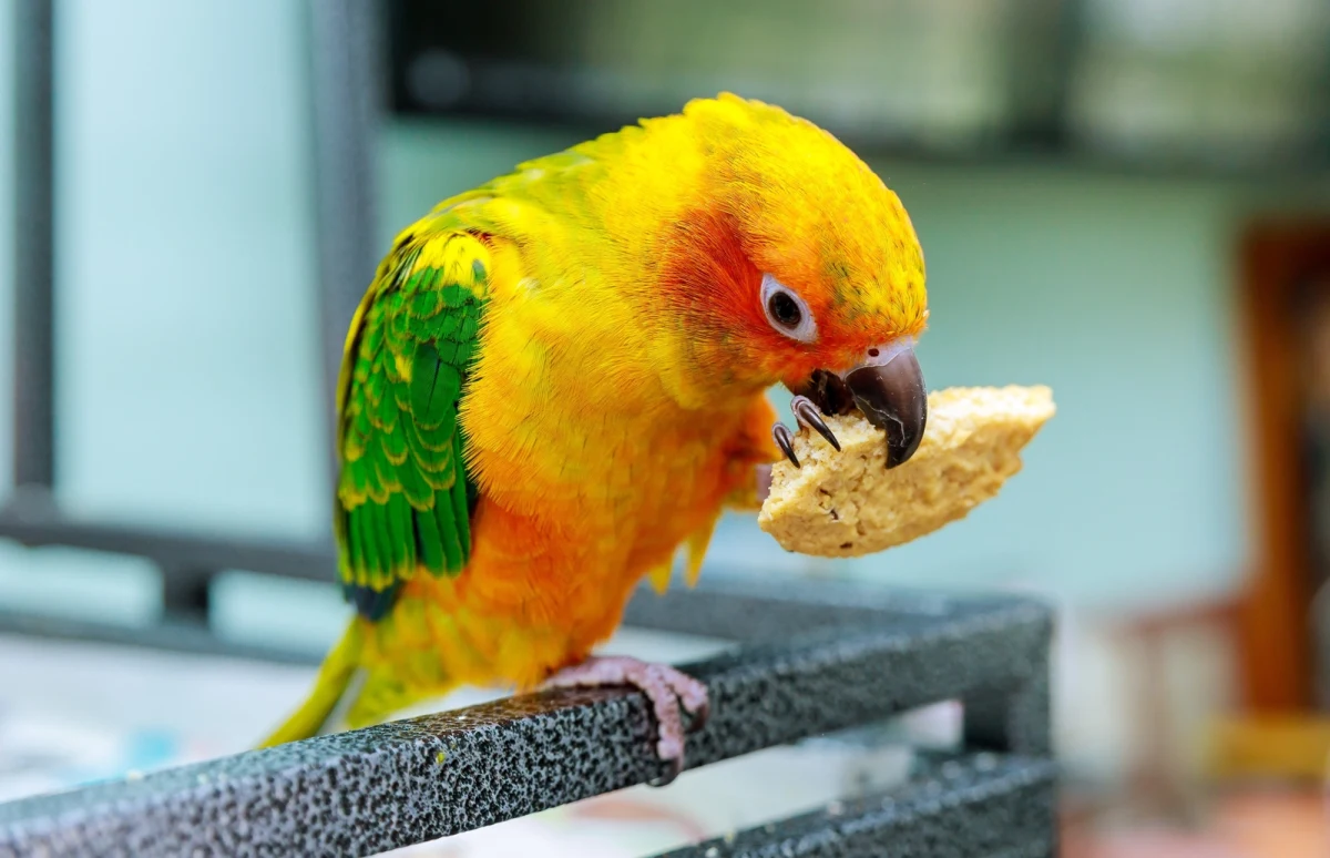 Gadająca papuga Mango odegrała kluczową rolę w rozbiciu gangu handlarzy kokainą w Anglii. Dzięki nagraniom z udziałem ptaka, policja zebrała dowody, które doprowadziły do skazania 15 osób na łączną karę 103 lat więzienia.