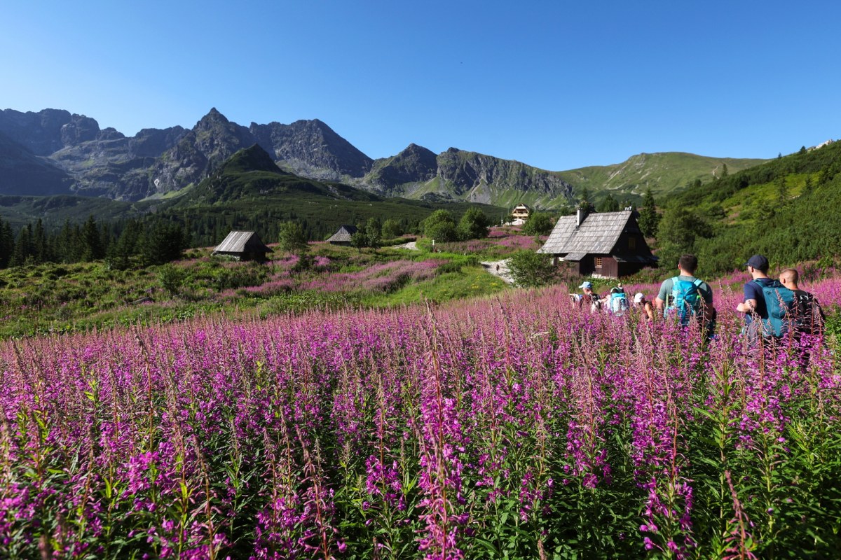 Różowy spektakl. Hala Gąsienicowa tonie w kwiatach ZDJĘCIA