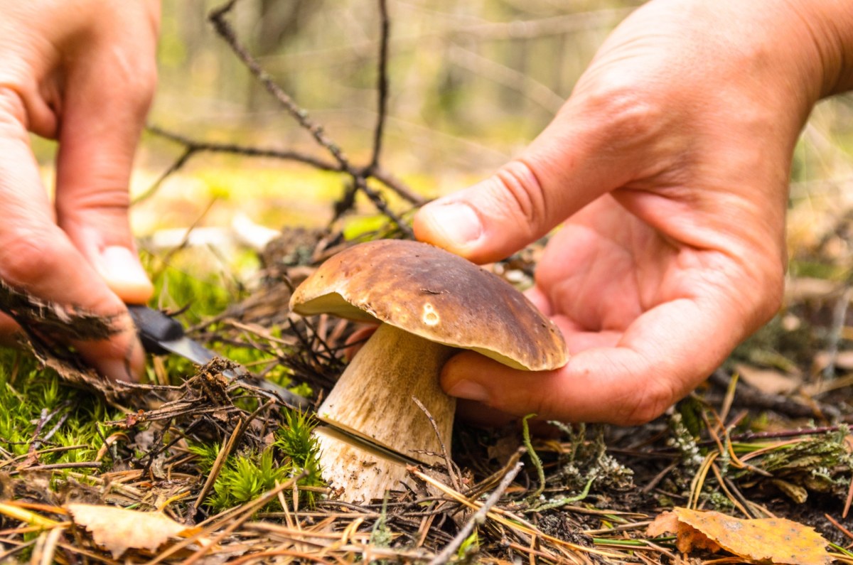 Grzybowy boom w polskich lasach. Pojawiły się podgrzybki i borowiki
