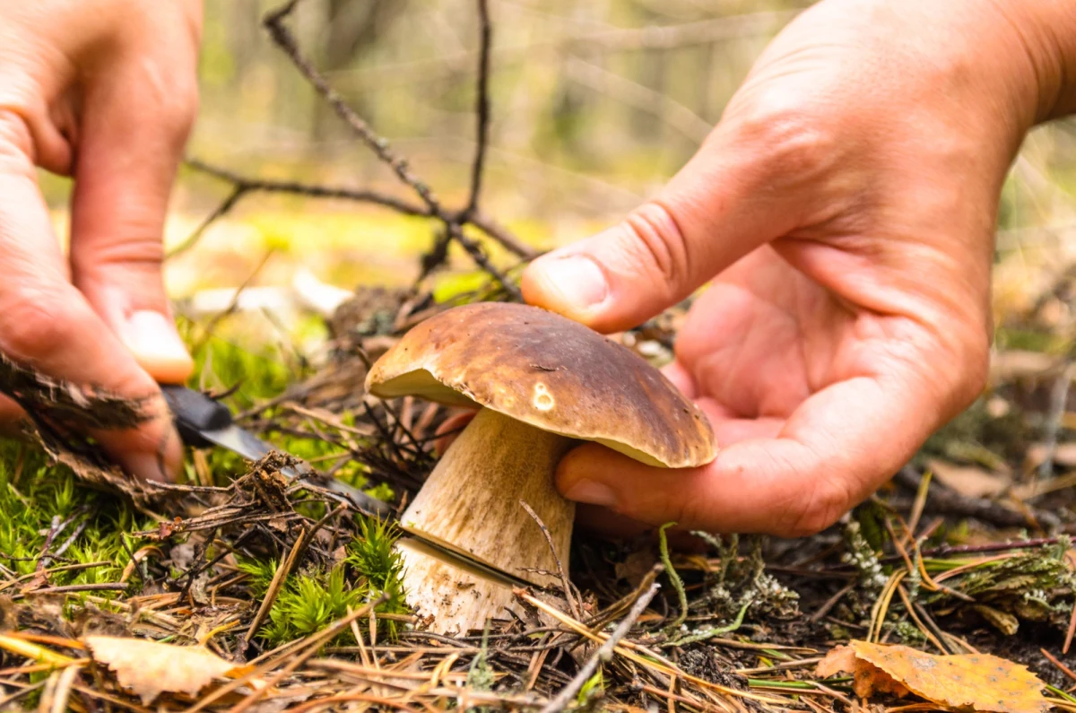 Sezon grzybowy ruszył pełną parą – i to wcześniej niż zwykle! Naukowcy z Uniwersytetu Przyrodniczego we Wrocławiu nie mają wątpliwości: tegoroczny początek grzybobrania jest wyjątkowy zarówno pod względem tempa, jak i obfitości. W polskich lasach masowo pojawiły się już podgrzybki i borowiki, a grzybiarze z Mazur, Lubuskiego czy Podlasia mogą mówić o prawdziwym urodzaju. 