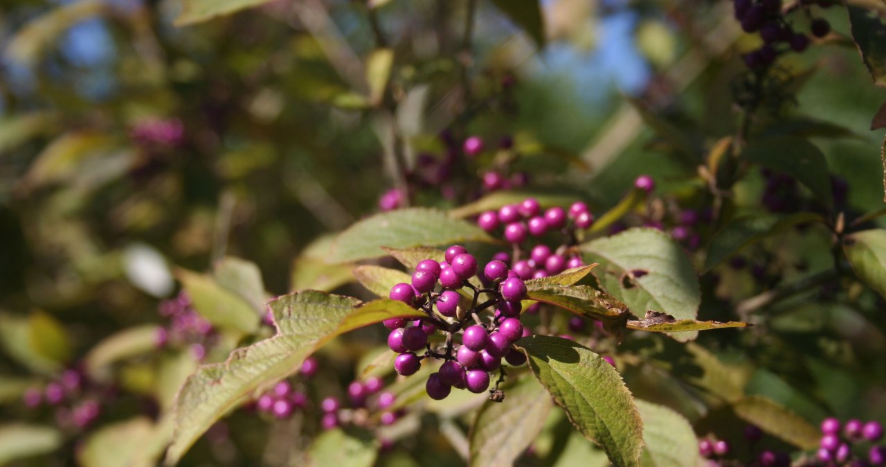 Jesienny hit ogrodów. Ten krzew obsypuje się fioletowymi koralikami