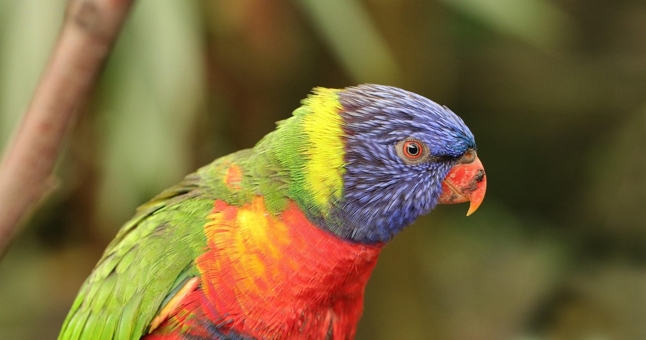 Bawiła się pieniędzmi na nagraniu. Gadająca papuga wydała przestępców