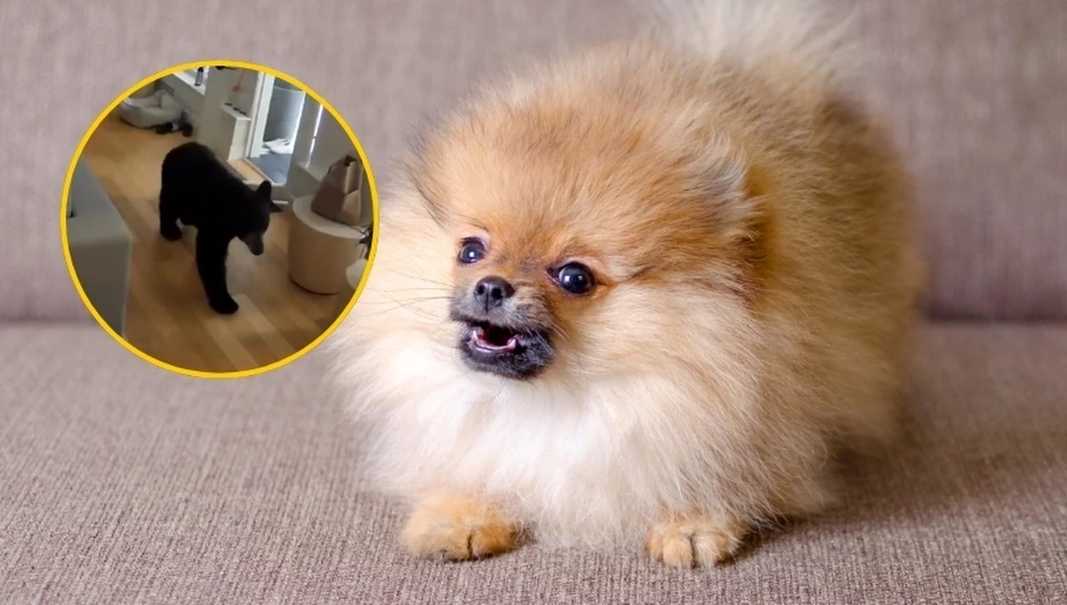 Mały nie oznacza, że słaby. Kilka dni temu prawdziwość tego twierdzenia udowodnił szpic miniaturowy należący do pewnej Kanadyjki. Pies przegonił z mieszkania niedźwiedzia.