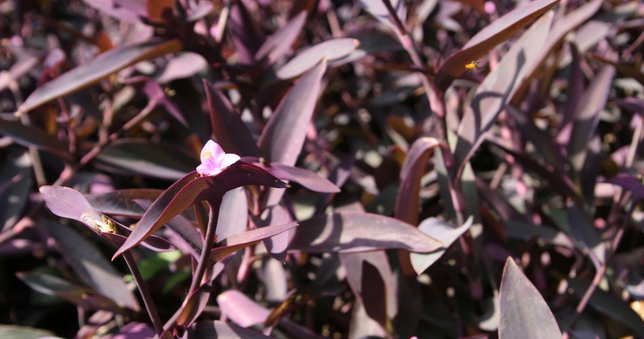 Ta roślina kwitnie przez cały rok. Zachwyci cię, ile może mieć kolorów