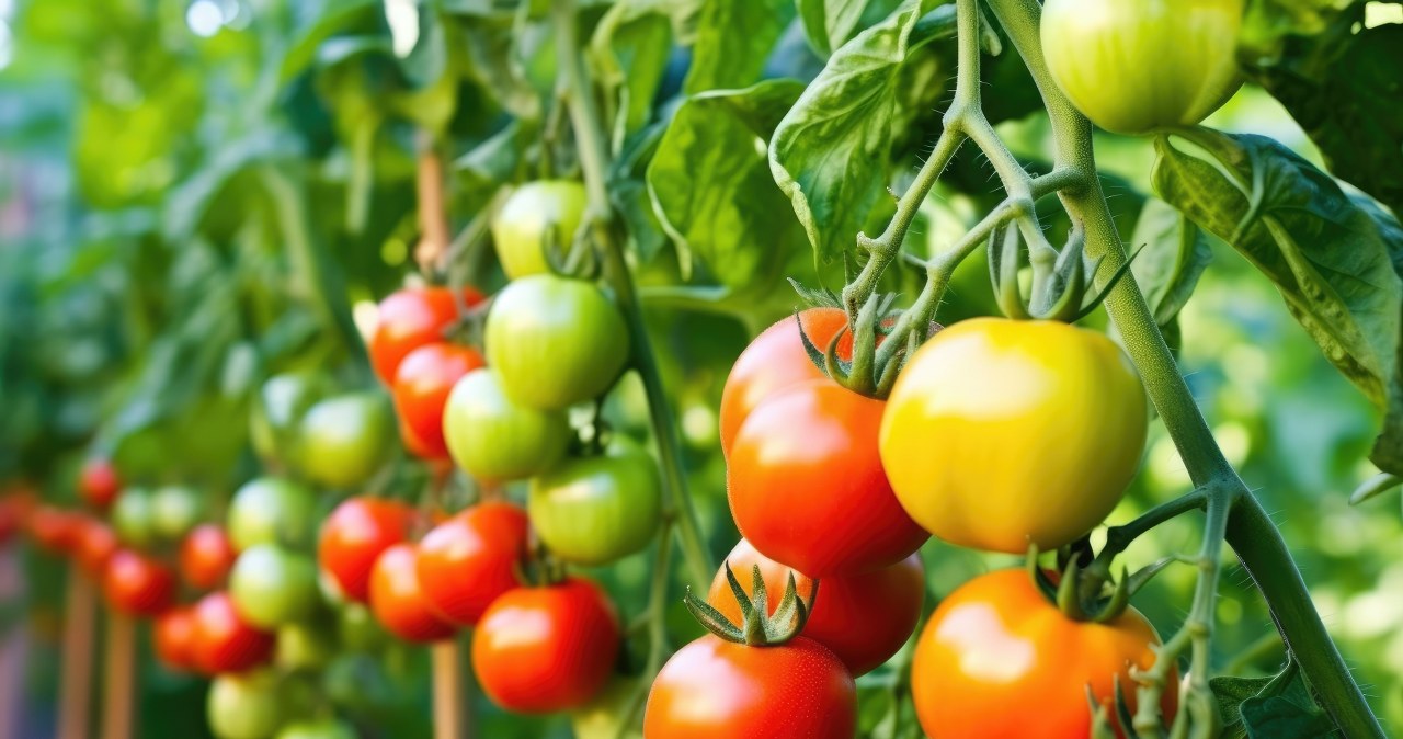 Zawsze sadzę obok pomidorów. Takich plonów nie ma nikt w okolicy