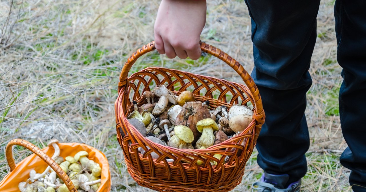 Tu grzyby dosłownie czekają na grzybiarzy. Koniecznie wybierz się do tego lasu