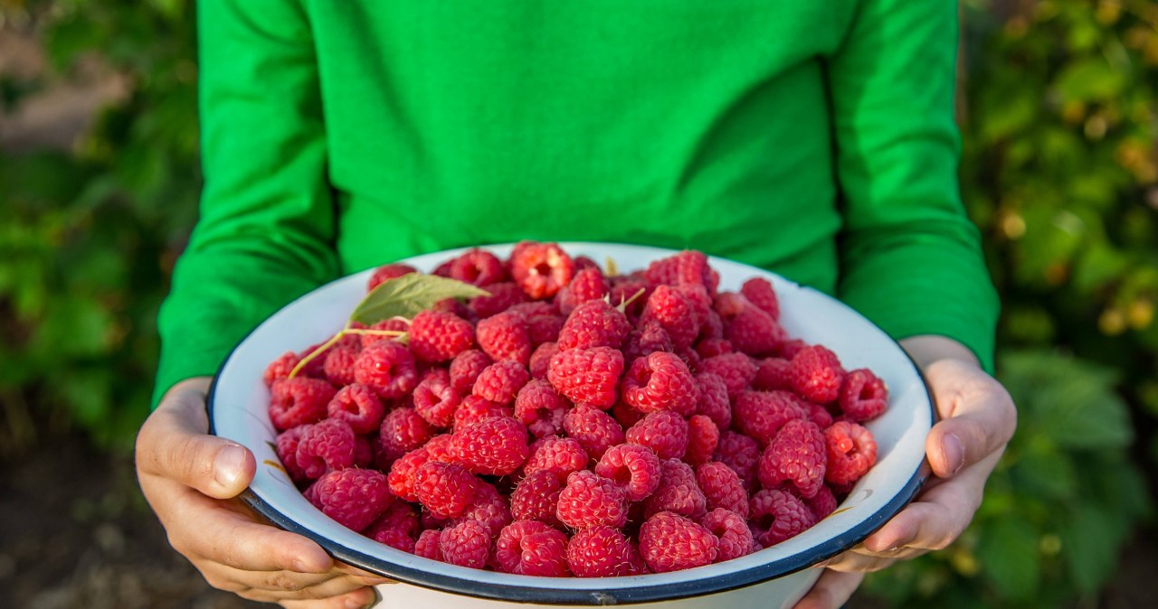 Mszyce ominą krzew szerokim łukiem. Wystarczy jeden, naturalny składnik