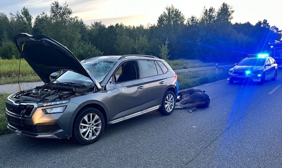 Łoś nagle wybiegł na drogę. Apel policji po nocnej kolizji