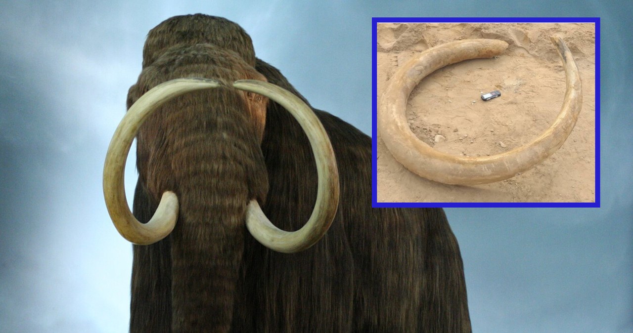 Ogromny cios mamuta odkryty na Białorusi. Sensacja regionu