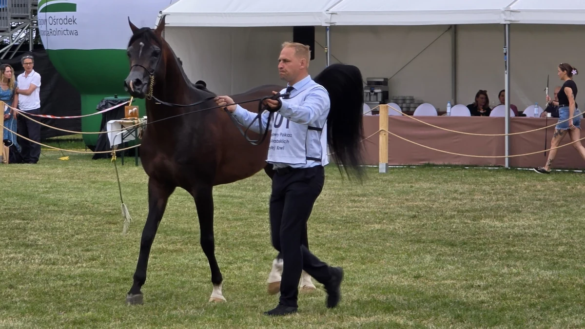 115 koni zaprezentowanych zostanie w 47. Narodowym Pokazie Koni Arabskich Czystej Krwi w stadninie w Janowie Podlaskim (Lubelskie). W niedzielę najlepsze konie powalczą o czempionaty, a wieczorem odbędzie się aukcja Pride of Poland.
