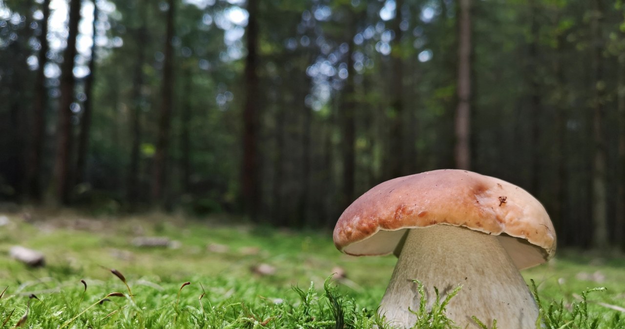 Leśne runo eksplodowało. Najlepsze miejsca na udane grzybobranie