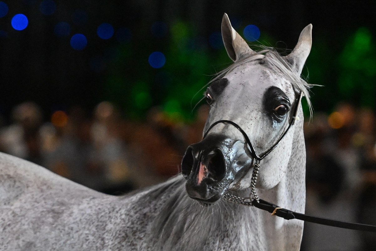 Pride of Poland w Janowie Podlaskim. Najdroższy koń kosztował 430 tys. euro