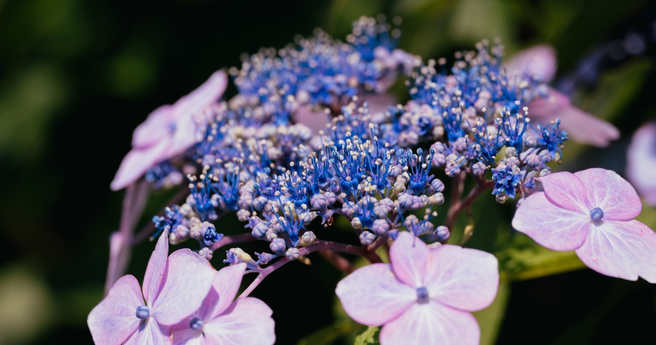 Hortensja omszona podbija polskie ogrody. Odporna na mróz i niewymagająca