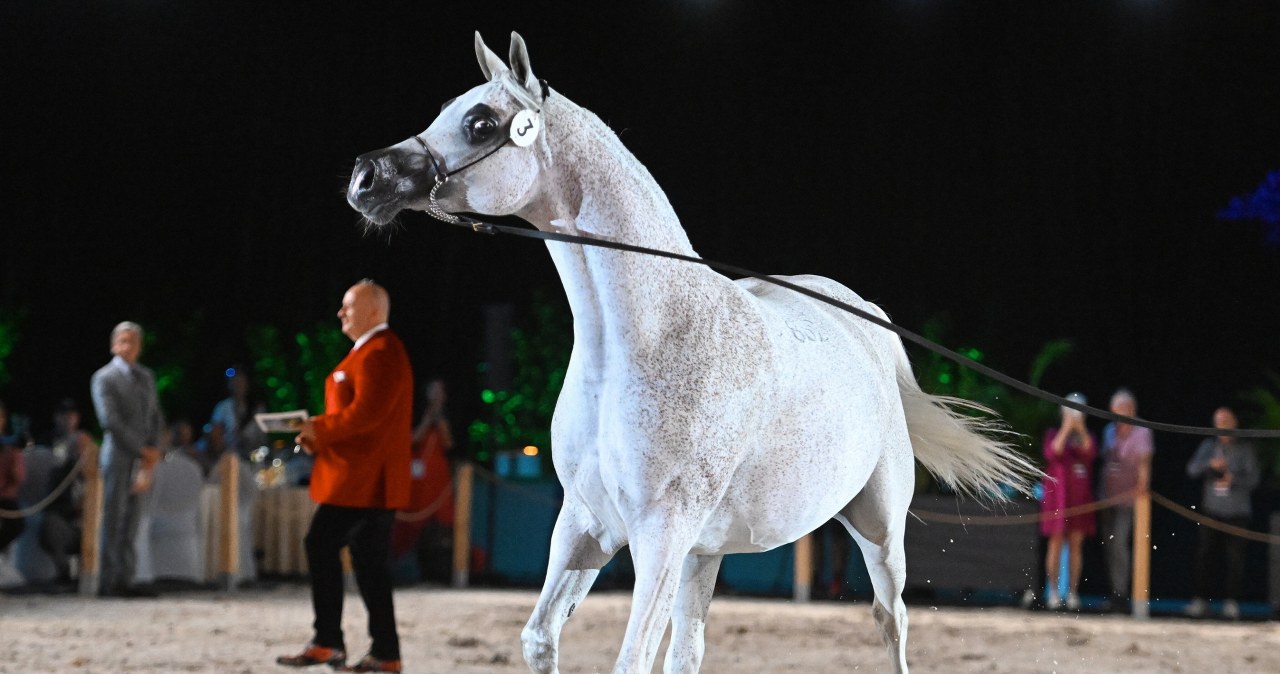 "Stajnia Augiasza została posprzątana". Siwa czempionka za 430 tys. euro