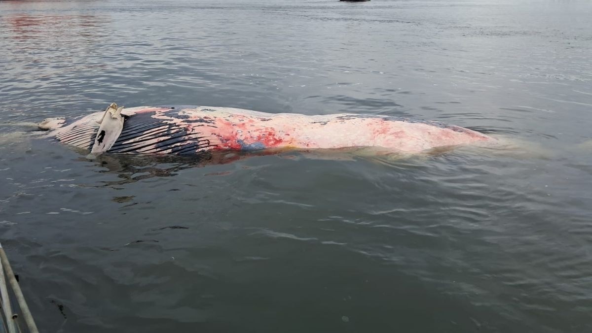 Martwy wieloryb przy plaży w Wisełce. Co dalej z truchłem giganta?