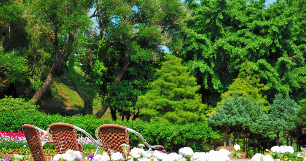 Idealne dla zapominalskich i zabieganych. Te rośliny ogrodowe pielęgnują się "same"