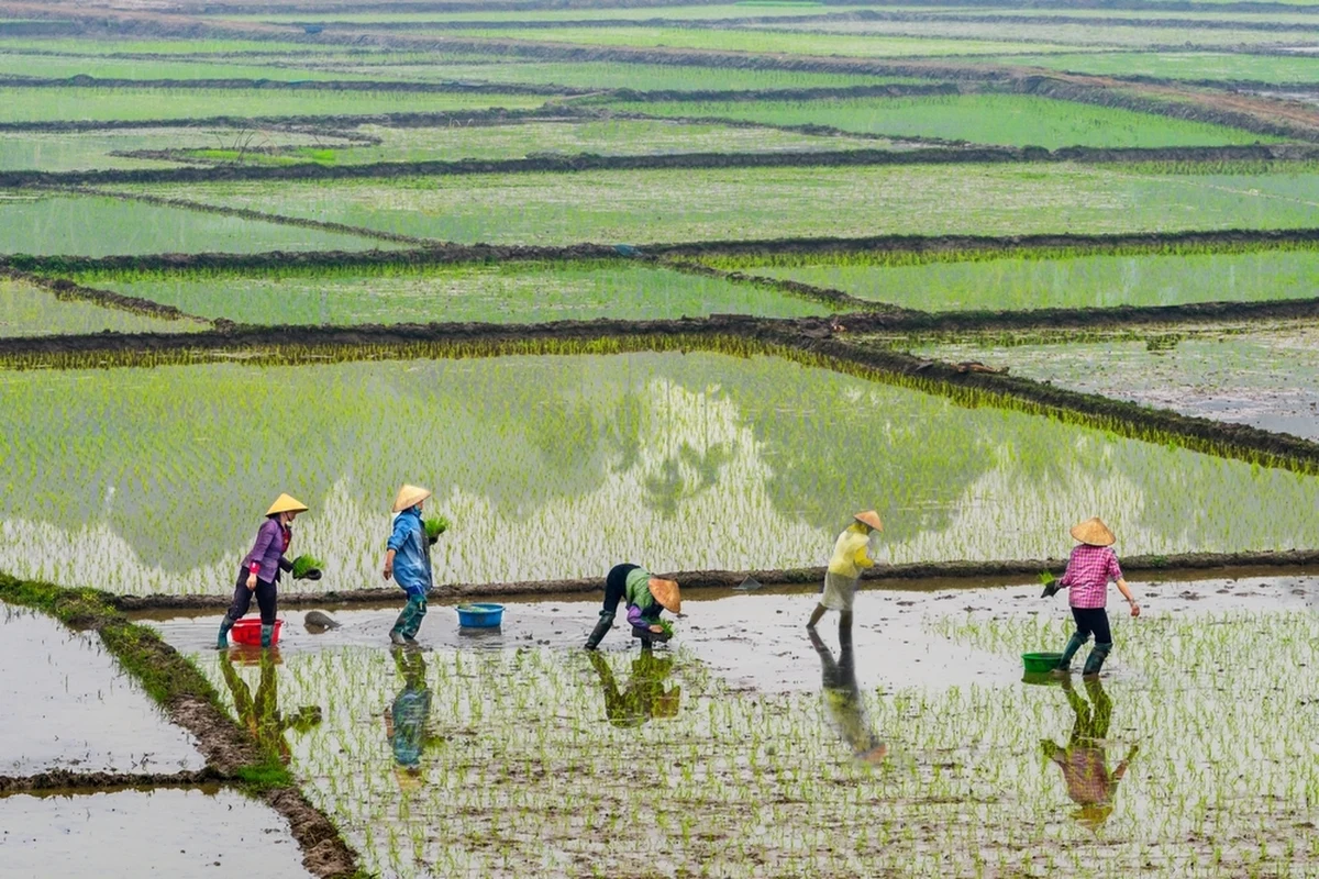 Tysiące mieszkańców prowincji Hung Yen niedaleko Hanoi w Wietnamie muszą opuścić swoje plantacje. Tereny zostaną przeznaczone pod budowę luksusowego klubu golfowego sygnowanego nazwiskiem Donalda Trumpa. W zamian rolnicy otrzymują skromne odszkodowania – od 12 do 30 dolarów za metr kwadratowy oraz zapasy ryżu na kilkanaście miesięcy, co często nie pokrywa kosztów utraty źródła utrzymania.