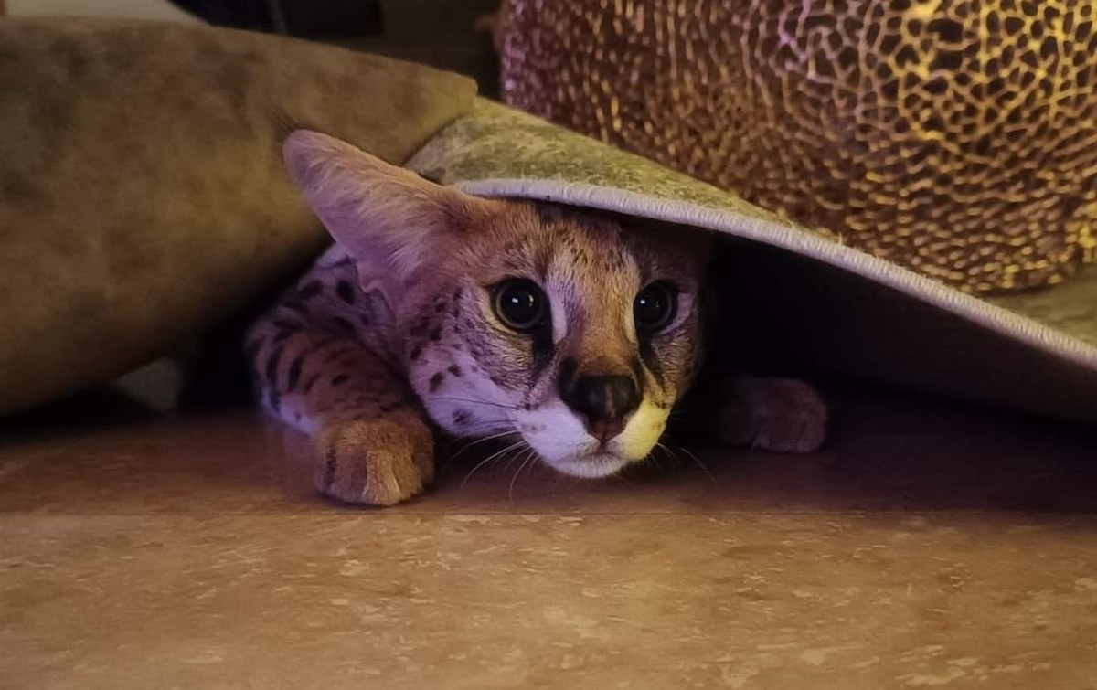 Szukali go niemal dwa tygodnie, sam wrócił. Sasza już w domu