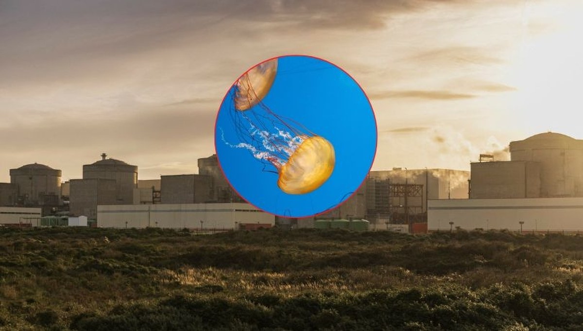 Inwazja meduz. Elektrownia jądrowa we Francji przestaje działać