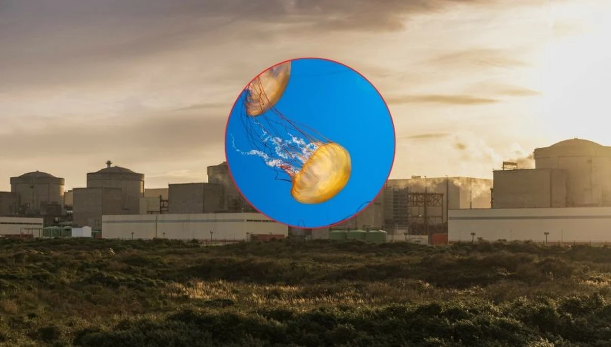 Cztery reaktory jednej z największych elektrowni jądrowych we Francji zostały wyłączone po tym, jak meduzy zablokowały systemy chłodzenia. Incydent jest odbierany jako kolejny sygnał, że zmiany klimatyczne wpływają na funkcjonowanie kluczowej infrastruktury, w tym energetycznej.