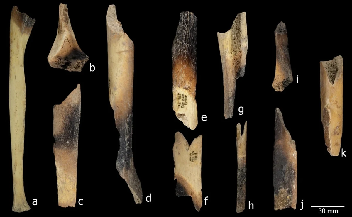 Sierra de Atapuerca w północnej Hiszpanii od lat fascynuje naukowców i miłośników prehistorii. To właśnie tu, w jaskini El Mirador, archeolodzy natrafili na wyjątkową kolekcję ludzkich szczątków, które rzucają nowe światło na życie – i śmierć – dawnych społeczności rolniczych zamieszkujących ten region od neolitu po epokę brązu. Najnowsze badania prowadzone w tej jaskini nie tylko dokumentują różnorodność praktyk pogrzebowych, ale także dostarczają niepodważalnych dowodów na to, że wśród neolitycznych mieszkańców Półwyspu Iberyjskiego dochodziło do aktów kanibalizmu.