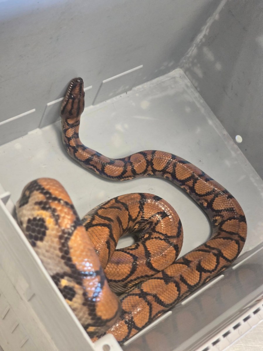 Wąż boa znaleziony przy śmietniku. Właściciel poszukiwany