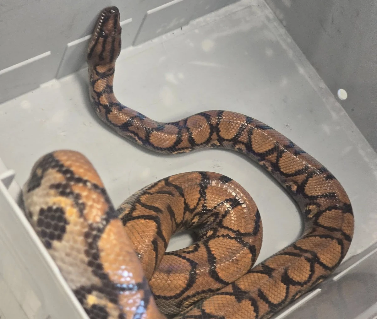 Nietypowa interwencja strażaków z Wrocławia. Na zapleczu sklepu przy ul. Gajowej znaleziono węża boa, który prawdopodobnie uciekł swojemu właścicielowi. Do zabezpieczenia egzotycznego zwierzęcia wezwano przedstawicieli miejscowego schroniska dla bezdomnych zwierząt, którzy zaopiekowali się gadem. "Na razie skupiliśmy się na jego obserwacji - wygląda dobrze. Przed nim 15-dniowa kwarantanna, na wypadek gdyby ktoś go szukał. Szukamy właściciela zwierzęcia" - mówi Aleksandra Cukier ze Schroniska dla Bezdomnych Zwierząt we Wrocławiu.