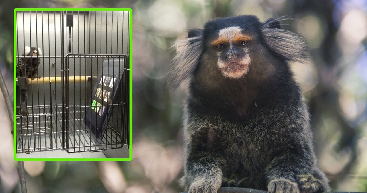 Małpy uzależniły się od tabletu. Japońscy badacze dali im iPady