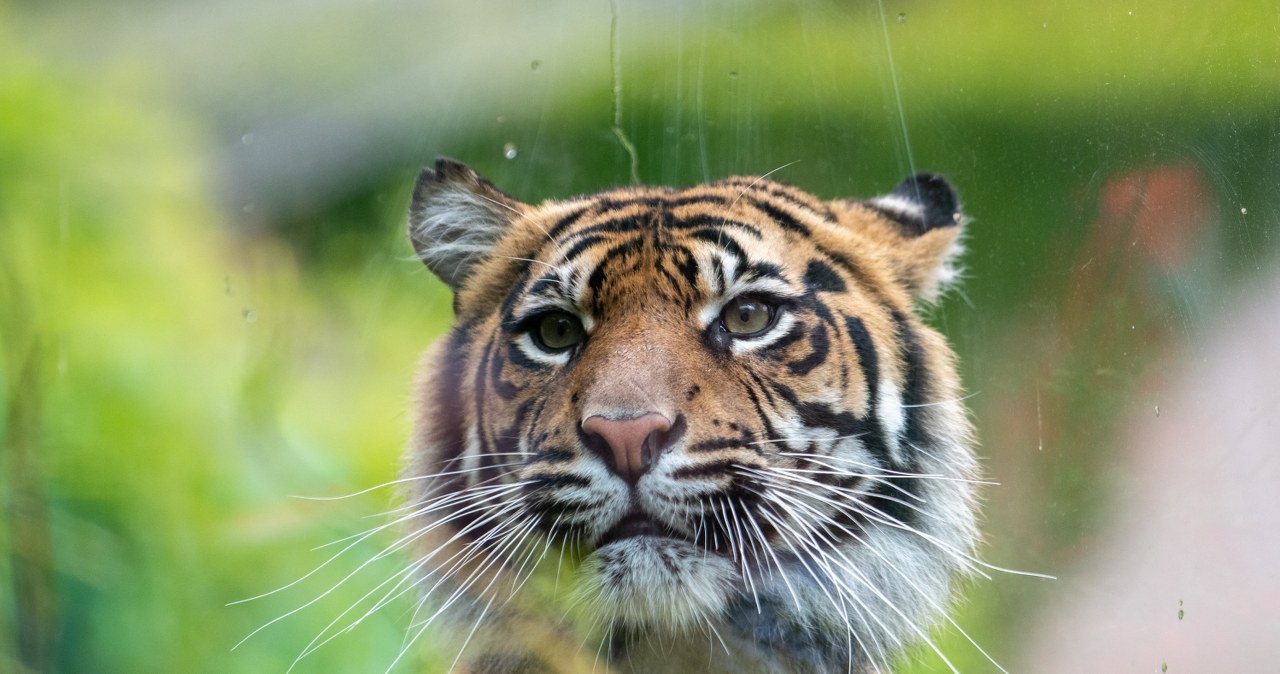 Zabierz rodzinę do dżungli… w Łodzi! Orientarium w sierpniu to prawdziwa egzotyczna przygoda
