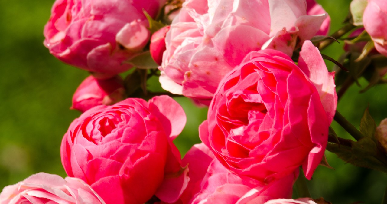 Te kwiaty pachną jak piwonie. Kwitną całą jesień i są łatwe w uprawie