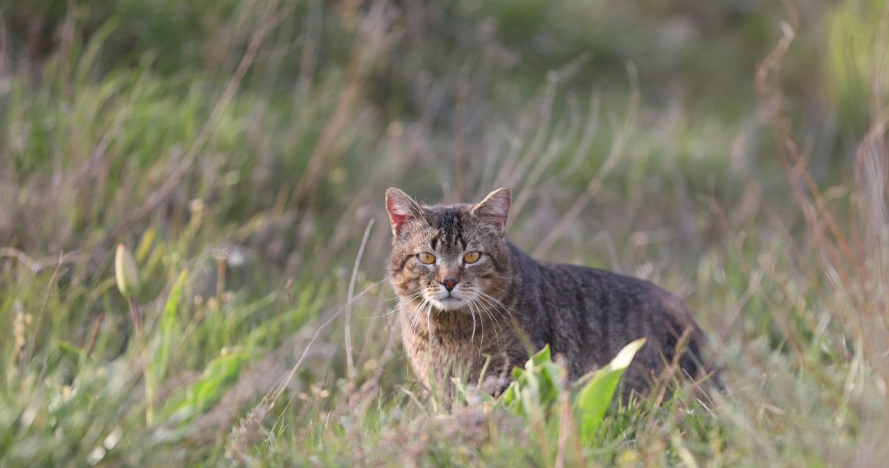 Kotożbik grasuje w polskich lasach. Dlaczego jest niebezpieczny?
