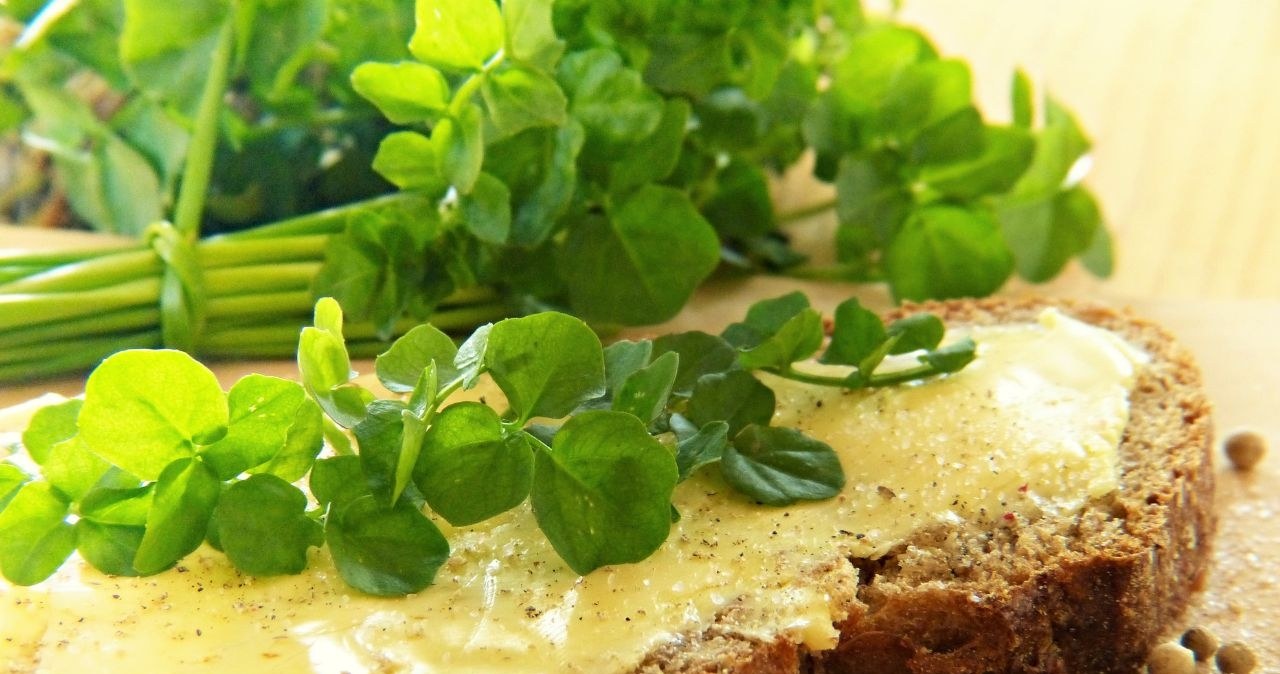 Bliska kuzynka rzeżuchy. Nazwano ją "eliksirem młodości"